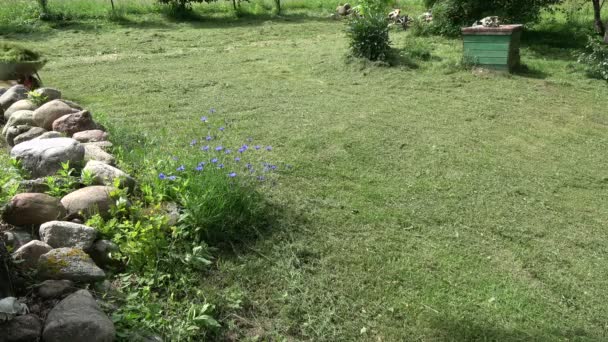 Jardineiro Transportando Grama Cortada Com Carrinho Mão — Vídeo de Stock