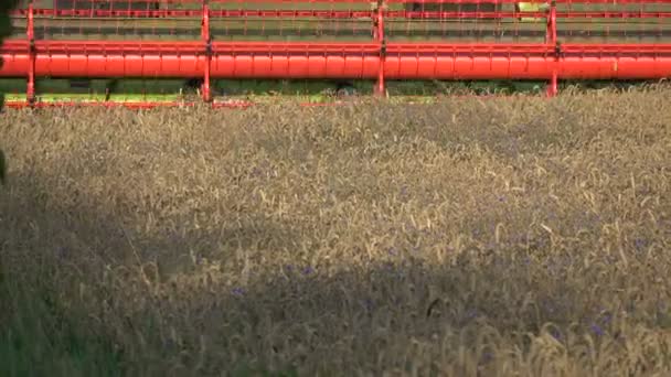 Combina Raccolta Del Grano Maturo Nel Campo Estivo — Video Stock