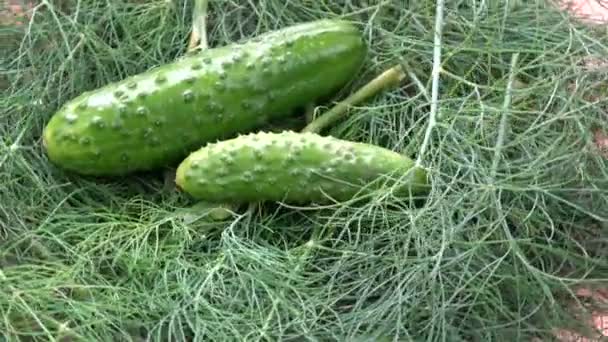 Roterende Twee Verse Groene Komkommers Dille Achtergrond — Stockvideo
