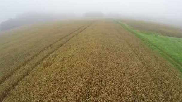 Neblige Sommerzeit Morgen Ackerland Reif Weizenfelder Luftaufnahme — Stockvideo