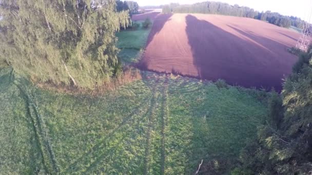 Morning Trees Shadows Sowed Farmland Fields Summer End Aerial View — Stock Video