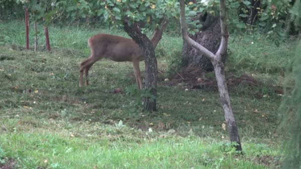 Chevreuil sauvage mangeant des pommes fraîches dans le jardin de ferme de fin d'été 