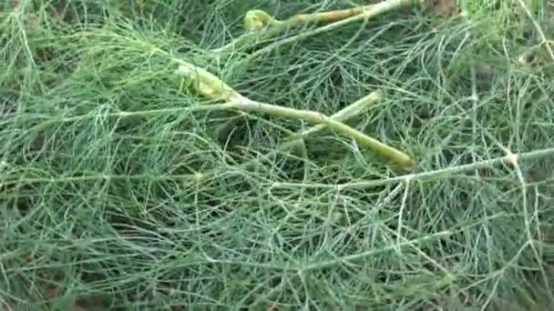 Roterende Verse Plantaardige Dill Abstracte Voedsel Spice Achtergrond — Stockvideo