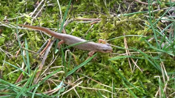 光滑的蝾螈 Triturus 在春季爬行绿色苔藓 — 图库视频影像