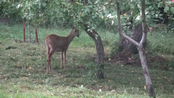 Mammifère chevreuil manger des pommes fraîches en été fin jardin agricole 