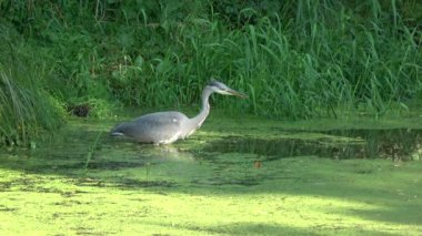 Gri balıkçıl sabırla avcılık balık yaz gölde arıyorsunuz
