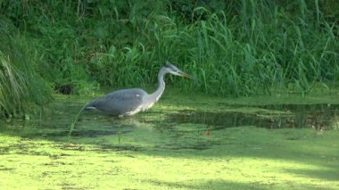 Gri balıkçıl yaz gölet ve yeme küçük balık yakalamak onun
