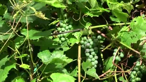 Unripe grapes clusters and leaves background in wind — Stock Video