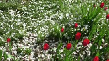 Lale, ağır çekim düşen bahar elma ağaç beyaz yaprakları