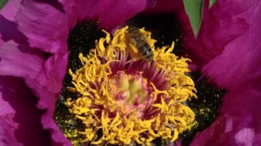 Ağır çekim Şakayık çiçeği uçan arı