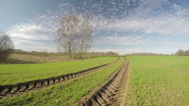 Jarní plodiny pšenice pole a mraky pohyb, časová prodleva — Stock video