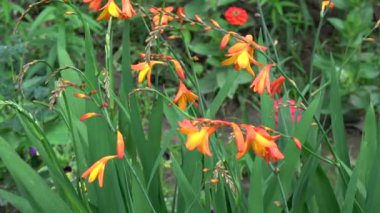 Rüzgar doğa arka plan Bahçe çiçek