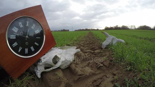 Antyczny zegar na ciągnik toru i zwierząt czaszki na wiosnę pole, upływ czasu — Wideo stockowe