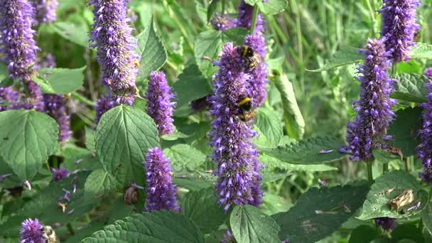 Bumblebee on blossoming medical anise hyssop — Stock Video