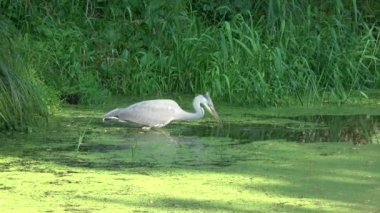  Gri balıkçıl Ardea cinerea küçük balık yakalamak 