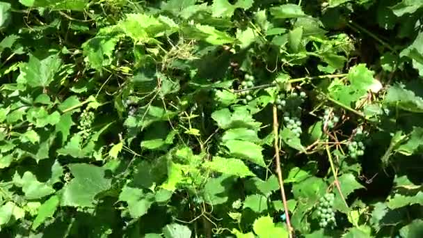 Unripe grapes clusters  background in summer wind — Stock Video