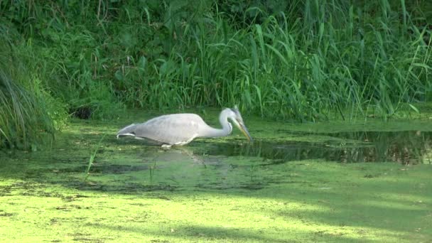 Graureiher ardea cinerea fängt kleine Fische — Stockvideo