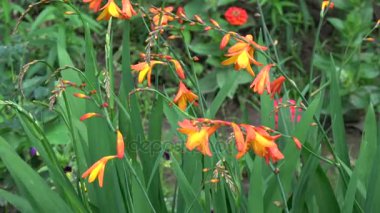 Rüzgar doğa arka plan Bahçe çiçek