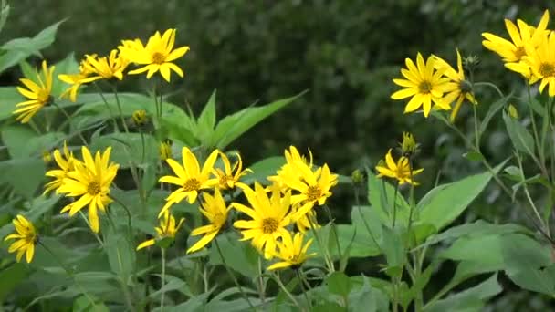 Florecimiento de las flores de alcachofa de Jerusalén fondo en el viento en el jardín — Vídeo de stock