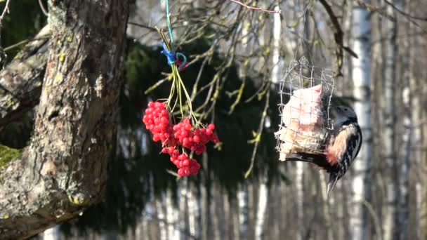 Grand pic tacheté et grand saindoux nourrissant les seins  