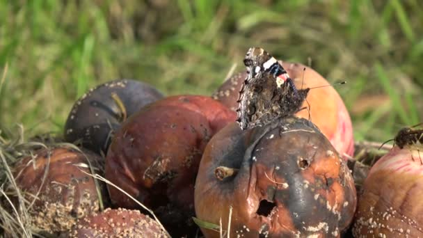 Maçãs podres e borboleta almirante vermelho — Vídeo de Stock