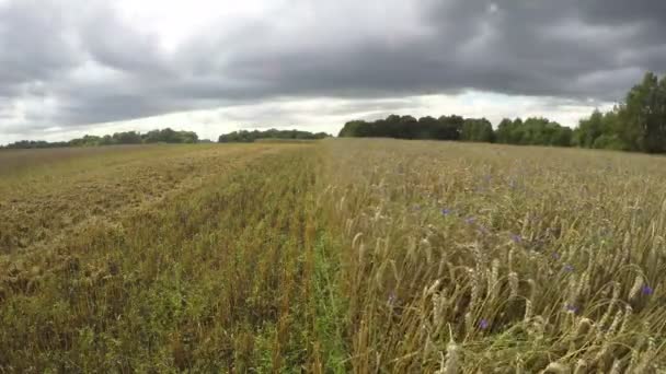 Meio campo de trigo colhido, período de caducidade — Vídeo de Stock