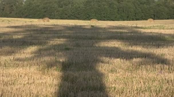 Majestueuze oude eik schaduw op geoogste veld in avond — Stockvideo