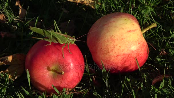 Insekt grön gräshoppa gräshoppa blombagge på rött äpple i trädgården — Stockvideo