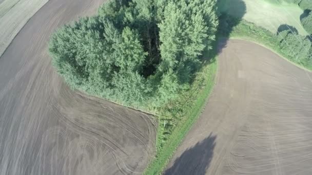 Beau champ ensemencé fin d'été le matin ensoleillé et bosquet d'arbres, vue aérienne — Video