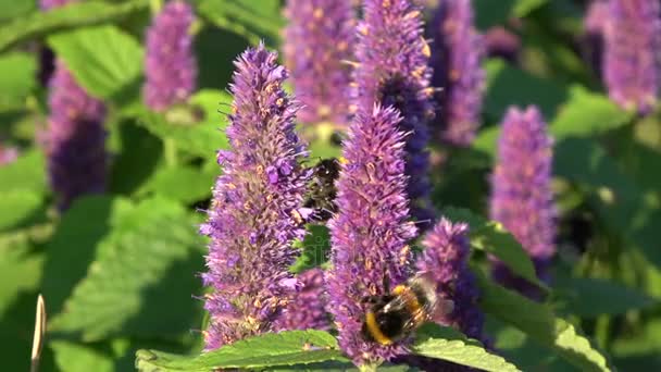 Two beautiful bumblebee on blossoming anise hyssop — Stock Video
