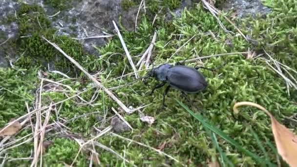 Escarabajo molido Carabus nemoralis sobre musgo — Vídeos de Stock