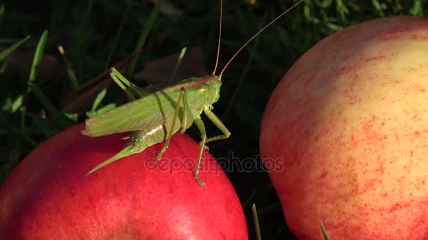 Green grasshopper Tettigonia viridissima on red apple in garden — Stock Video
