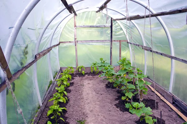 Plastic greenhouse with pepper and cucumber sprouts — Stock Photo, Image