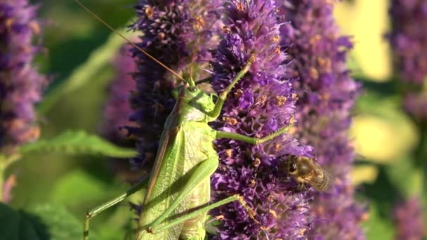 Green grasshopper and honeybee on blossoming medical herb anise hyssop flower — Stock Video