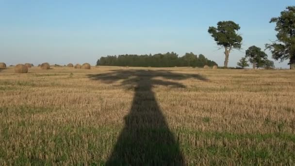 Majestic  oak tree shadow on harvested  field in evening — Stock Video