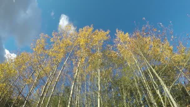 Beau peuplier faux-tremble jaune d'automne et mouvement des nuages, laps de temps — Video