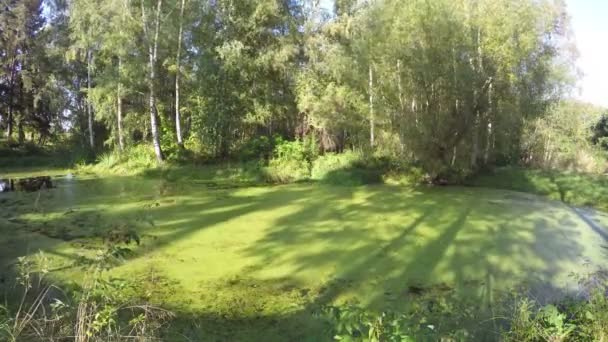 Осенние тени деревьев на зеленой воде пруда с водорослями, время истекло — стоковое видео