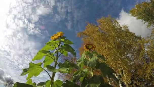 Poslední kvetoucí podzimní slunečnice, žluté břízy a mraky, časová prodleva — Stock video