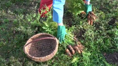 Sonbahar bahçe içinde hasat turuncu taze havuç ve hasır sepet koymak bahçıvanla yeşil koruyucu eldiven