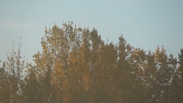 Paysage Agricole Automne Dans Brume Matin Après Lever Soleil — Video