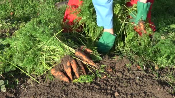 Αγρότης Κηπουρός Συγκομιδή Πορτοκαλί Φρέσκα Καρότα Στον Φθινοπωρινό Κήπο — Αρχείο Βίντεο