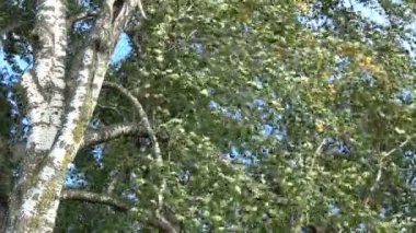 Ağaç huş ağacı gövde ve dallar yaprakları Rüzgar doğa arka planda ile