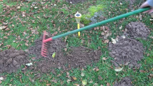 Gärtner Entfernt Mit Buntem Harke Maulwurfshügel Auf Rasen Mit Herbstlaub — Stockvideo