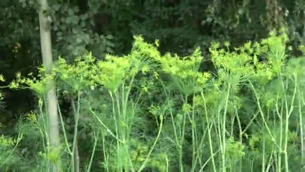 Koperek Pikantne Warzyw Gospodarstwie Ogród Wiatr — Wideo stockowe