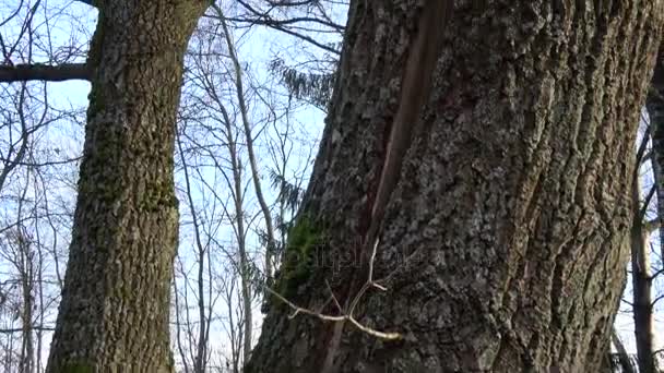 Cracked Fractured Broken Old Oak Tree Trunk Storm — Stock Video