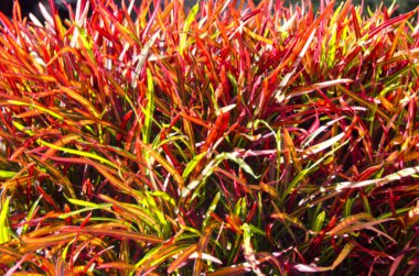 Renkli tropikal çimen arka plan bulanıklık