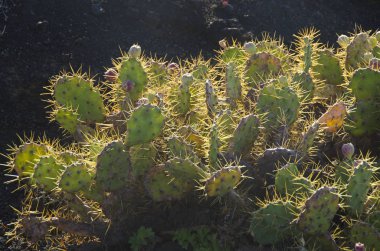 Tenerife kaktüs çalıların volkanik kayaların üzerinde