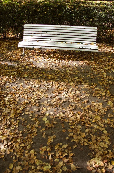 Banc en bois blanc solitaire dans un vieux parc en automne — Photo