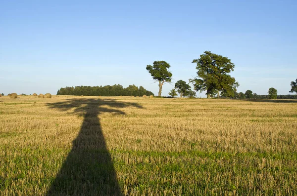 Majestueuze eiken boom schaduw op geoogste landbouw veld — Stockfoto