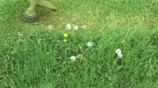 Grama Cortada Jardim Com Cortador Grama Trimmer Câmera Lenta — Vídeo de Stock